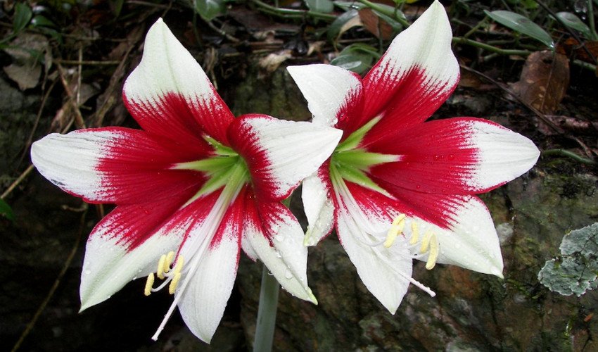 Гиппеаструм