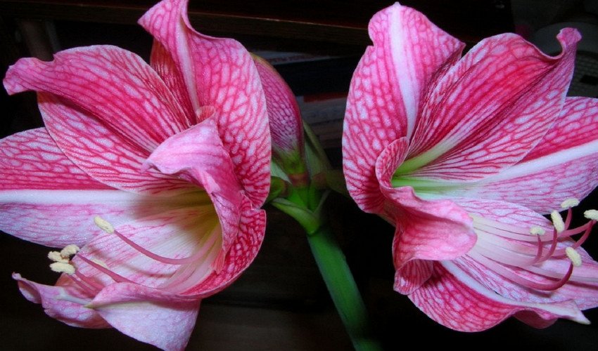 Гиппеаструм