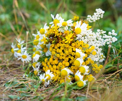 Жовтий лікар: цілющі властивості піжми