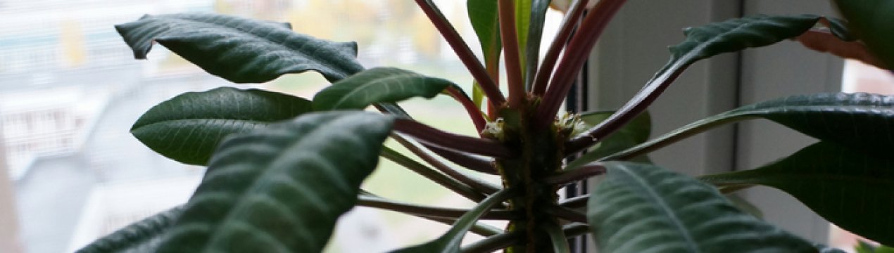 Молочай ребристий: догляд в домашніх умовах