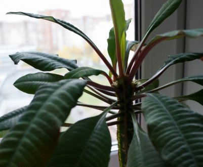 Молочай ребристий: догляд в домашніх умовах