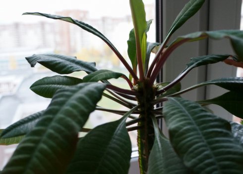 Молочай ребристий: догляд в домашніх умовах