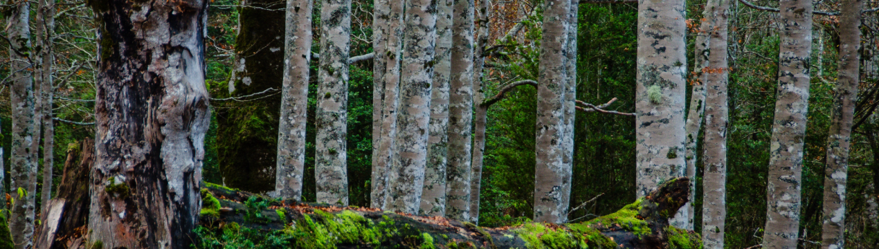 Таємниці та загадки красуні берізки