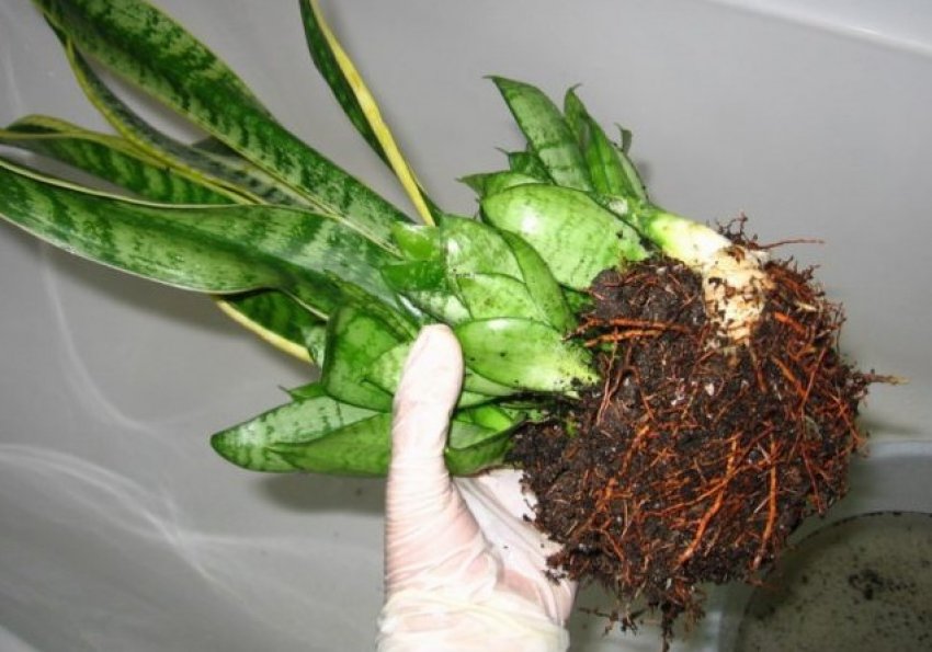 Розмноження поділом куща