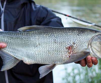 Опис і характеристики риби жереха, застосування та особливості лову