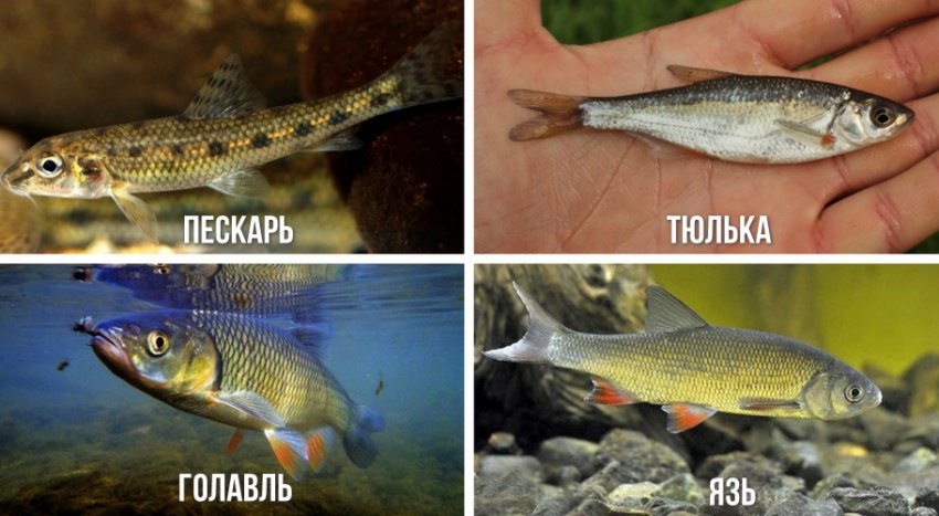 Їжа для жереха