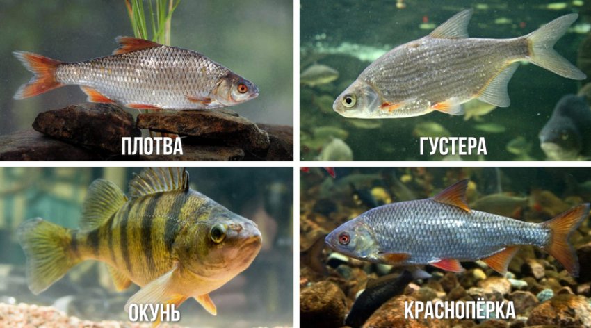 Їжа для молодняка жереха