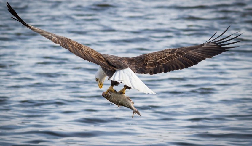 Білоголовий орлан зі здобиччю