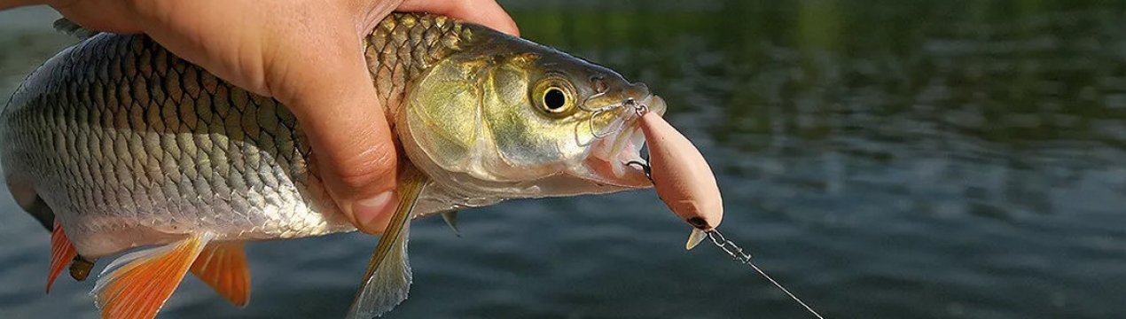 Осіння риболовля на головня