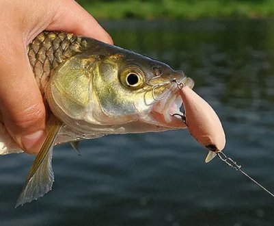 Осіння риболовля на головня