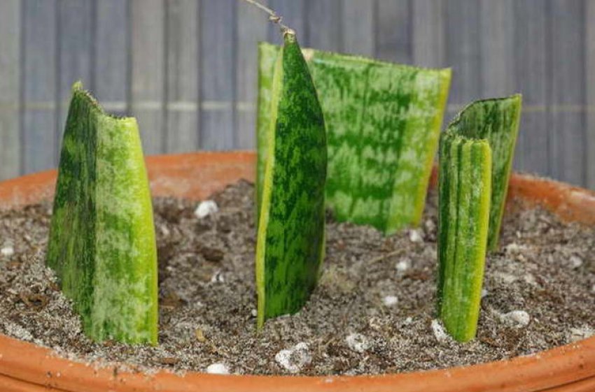 Розмноження листом