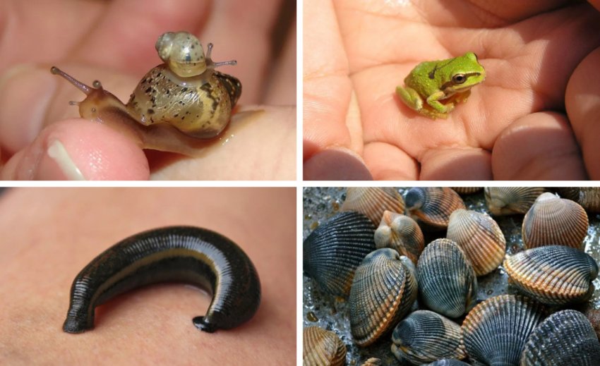 Принади для лову головля