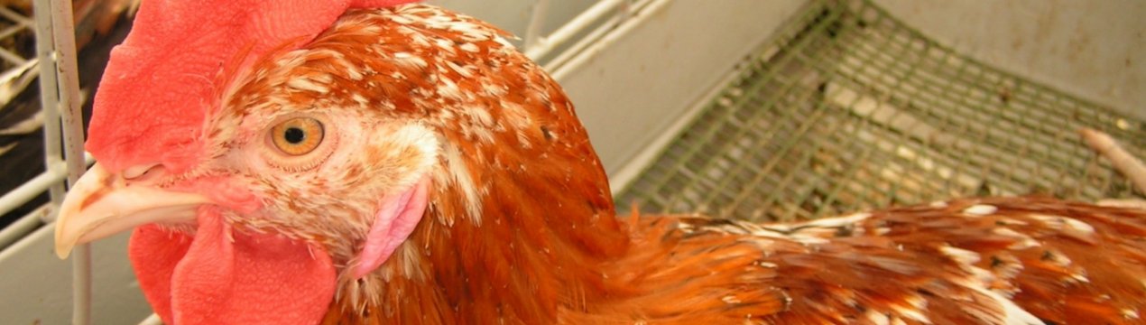 Кури ленінградська ситцева: характеристика, розведення в домашніх умовах