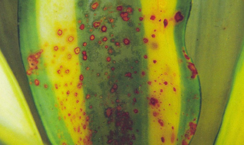 Темні плями на листках