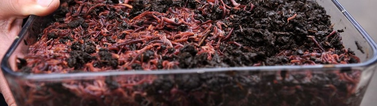 Безвідходова верміферма з Канади виробляє корм для тварин