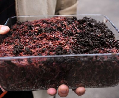 Безвідходова верміферма з Канади виробляє корм для тварин