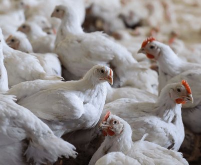 Як вирощувати, годувати і доглядати за бройлерам в домашніх умовах?