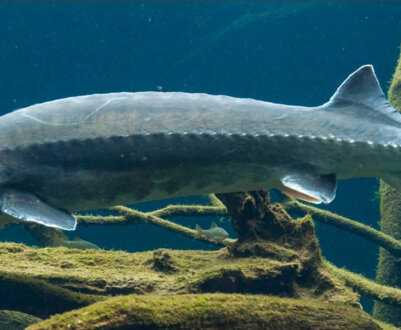 Риба білуга: опис, промисел, розведення