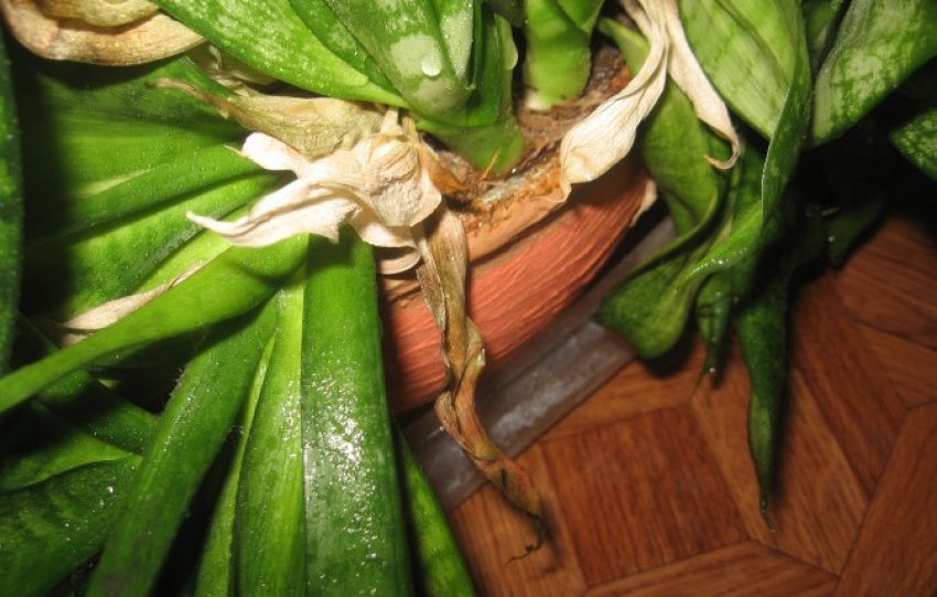 Розм'якшення і відхилення листя