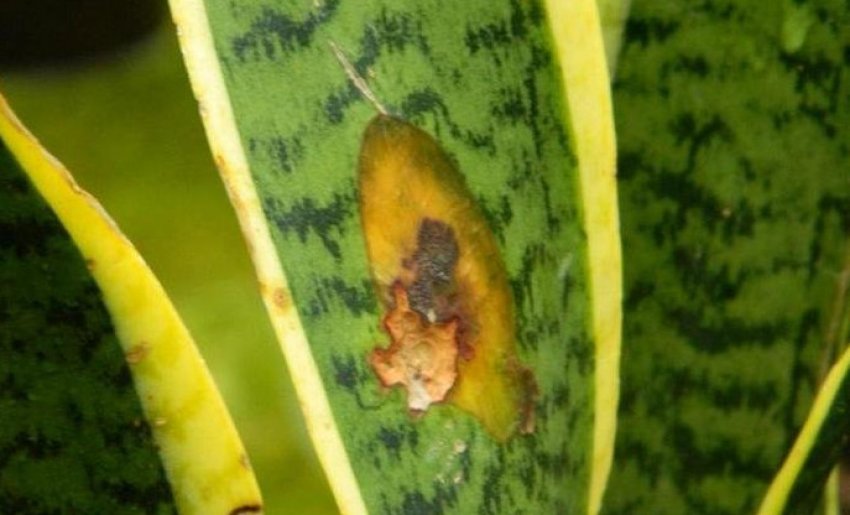 Пожовтіння листя