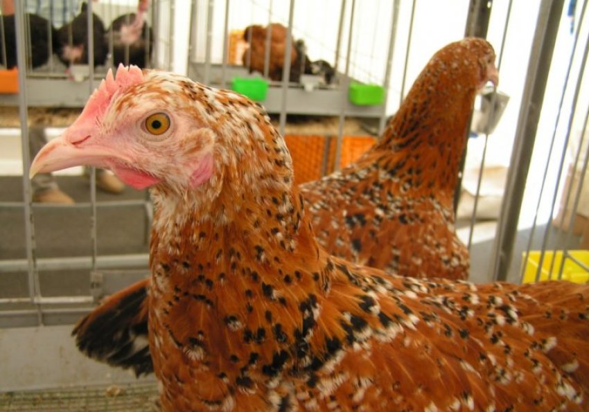 Ленінградська ситцева курка Ленінградська ситцева курка