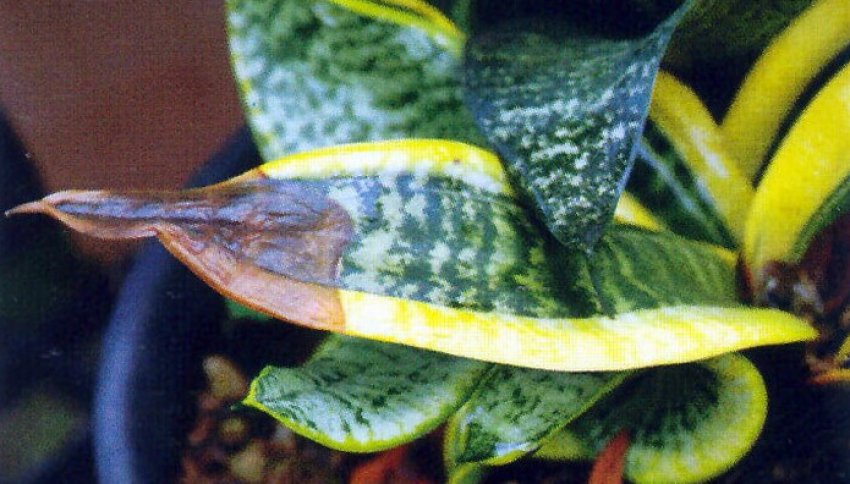 Пожовтіння кінчиків листків