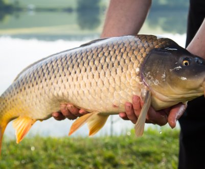Як правильно почистити і обробити сазана