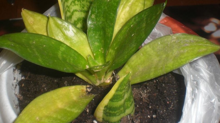 Пожовтіння листя біля коренів