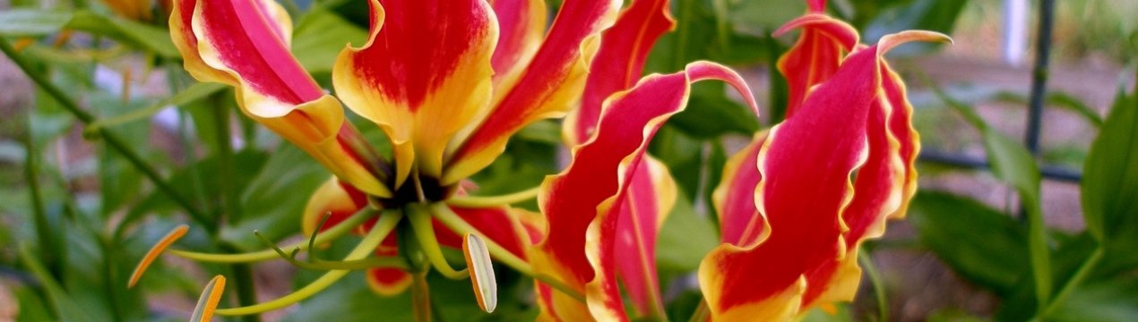 Глоріоза: опис рослини, посадка, вирощування і догляд в домашніх умовах