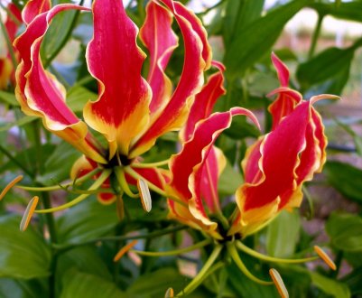 Глоріоза: опис рослини, посадка, вирощування і догляд в домашніх умовах