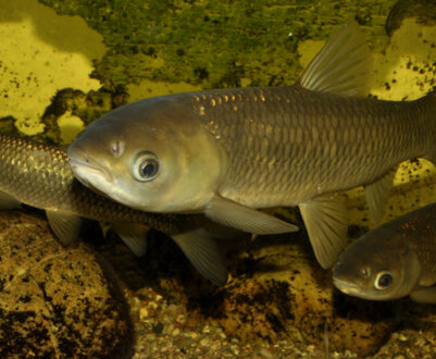 Опис, ловля і застосування білого амура