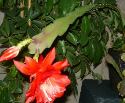 Кімнатний квітка эпифиллум: догляд в домашніх умовах