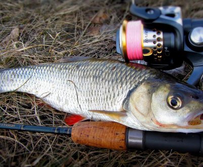 Особливості риболовлі на жереха влітку, як ловити на спінінг