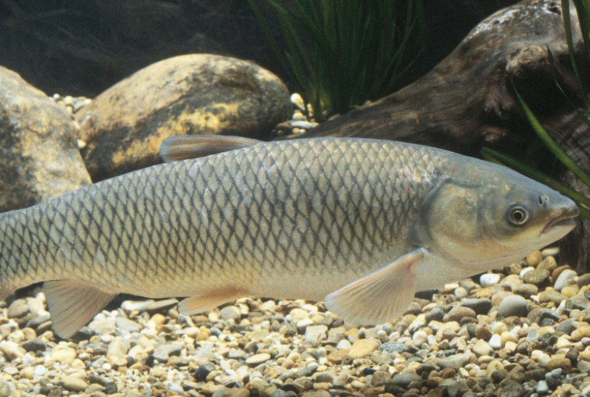 Травяний короп Травяний короп