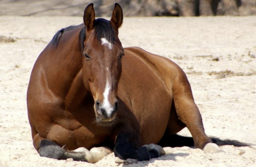 Кінь лежить