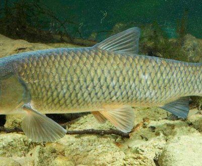 Чи кістлява риба амур, яка на смак і як її готувати