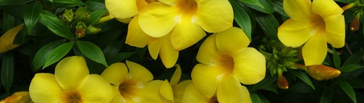 Як в домашніх умовах доглядати за алламандою