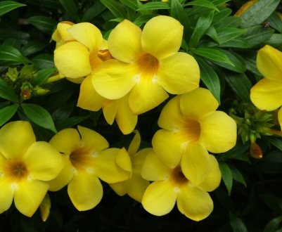 Як в домашніх умовах доглядати за алламандою