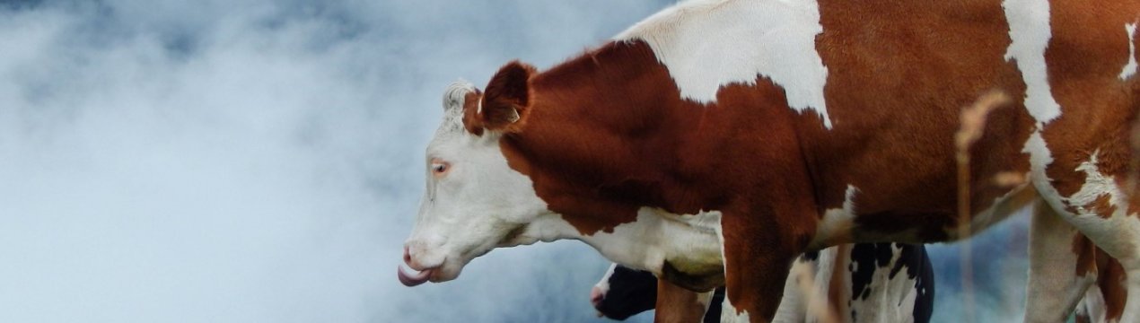 122 молочні ферми відкрилися в Удмуртії з 2016 року