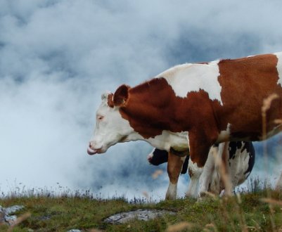 122 молочні ферми відкрилися в Удмуртії з 2016 року