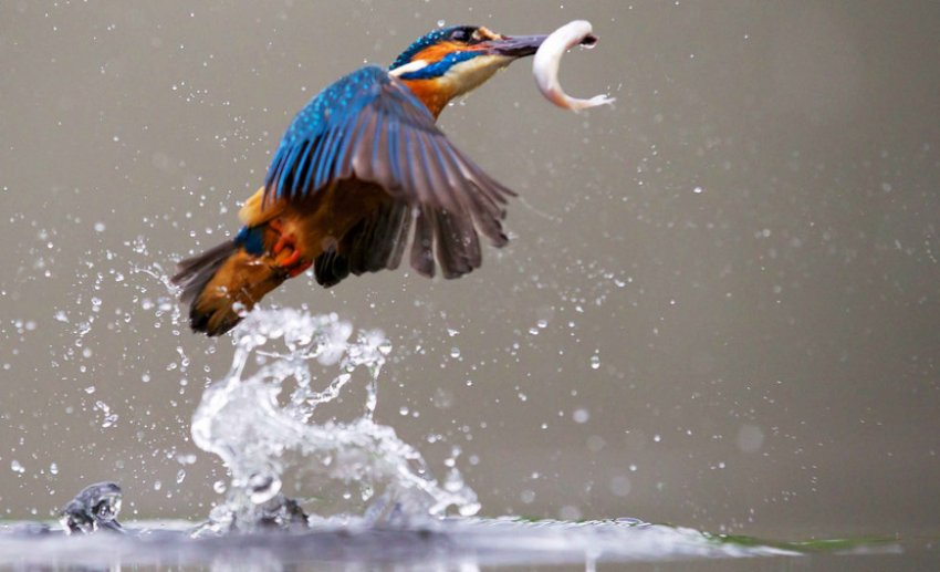 Вороги білого амура Вороги білого амура