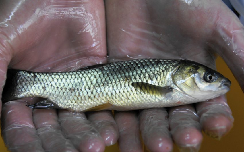 Малятко білого амура Малятко білого амура