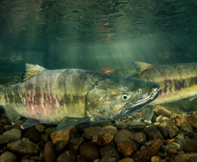 Як правильно говорити кЕта чи кетА