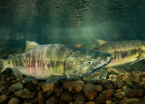 Как правильно говорить кЕта или кетА