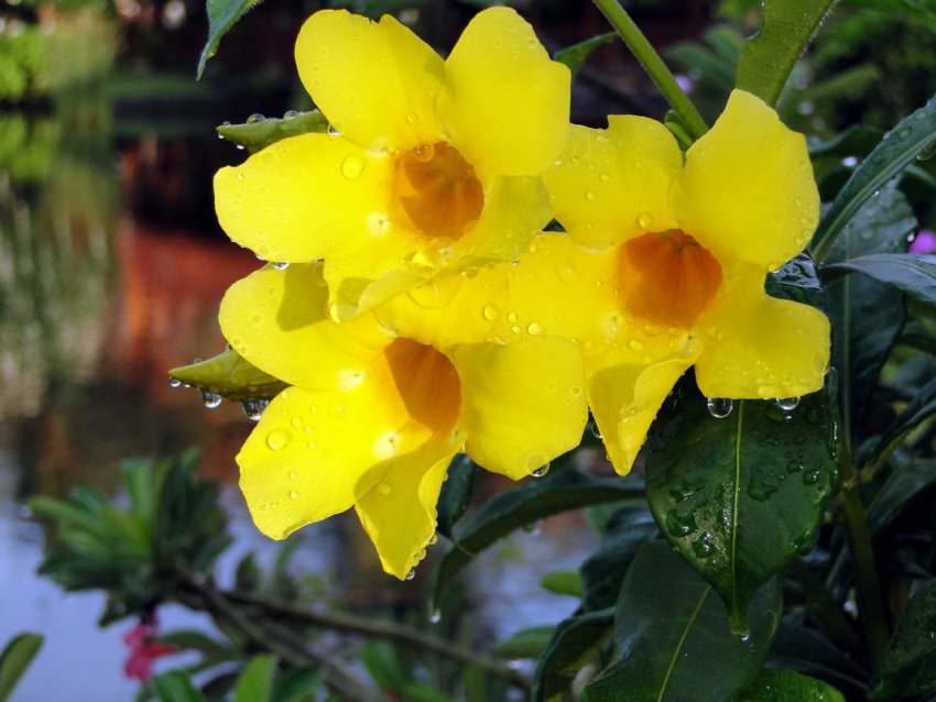 Полив алламанди Полив алламанди