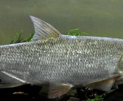 Ловля жереха на Кубані