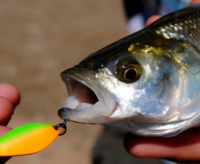 Як зробити блешню для лову жереха своїми руками