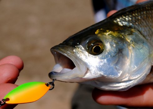 Як зробити блешню для лову жереха своїми руками