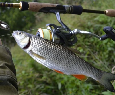 Які снасті потрібні для лову головня