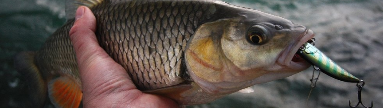 Як правильно ловити жереха на спінінг